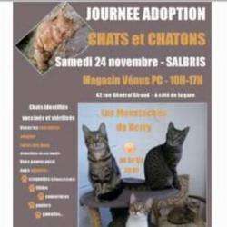 Journée D'adoption De Chats Et Chatons