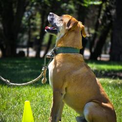 Joy Dog