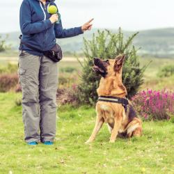 Joy Dog