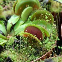 Karnivores
