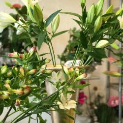 Kathy Fleurs