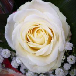 Kelly Fleurs