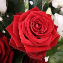 Kelly's Fleurs