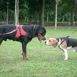 Kerdog
