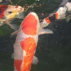 Koi By Koi
