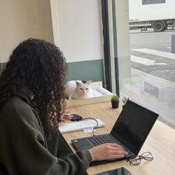 Koneko Work - Coworking Avec Chats
