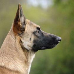 Kynos - Joris Loeff éducateur Comportementaliste Canin
