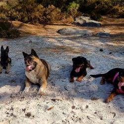 L'academy Des Chiens