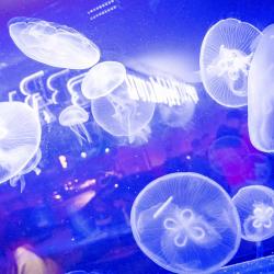 L'aquarium Bar