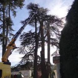 L'arbre En Bois