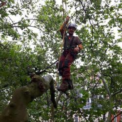 L'arbre En Nord
