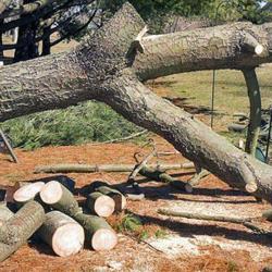 L'arbre Normand
