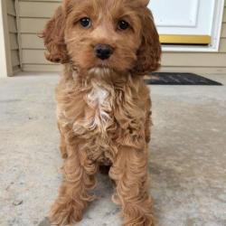 L'aristo Chien
