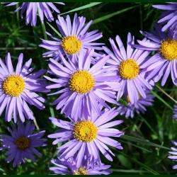 L'aster Des Hautes Alpes (sarl)