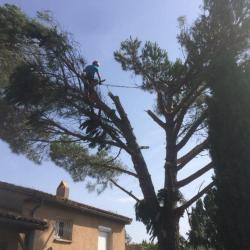L'envert Du Décor élagage