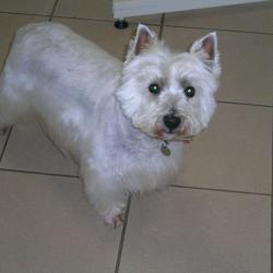 L'escale Canine