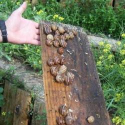 L'escargot Des Murailles