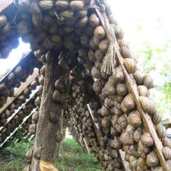 L'escargot Du Pays De Cornouaille