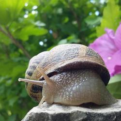 L'escargotiere Des Lacs