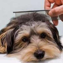 L'espace Canin