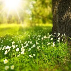 L'éveil Au Naturel - Naturopathe