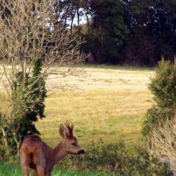 La Bergerie Du Squiriou