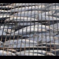 La Boîte à Sardine