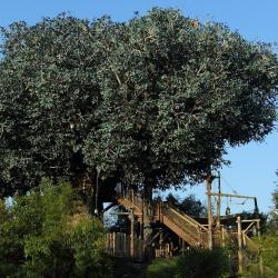 La Cabane Des Robinson