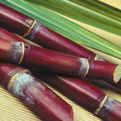 La Canne A Sucre