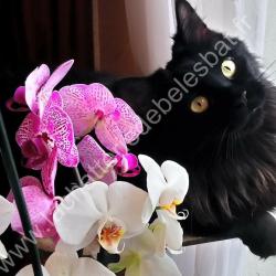 La Chatterie De Belesbat
