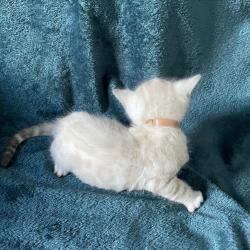 La Chatterie Du Lynx Blanc