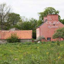 La Cigale Egarée
