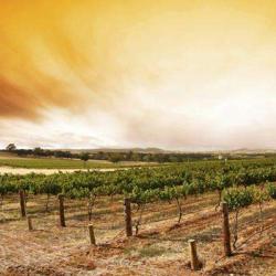 La Compagnie Des Vins