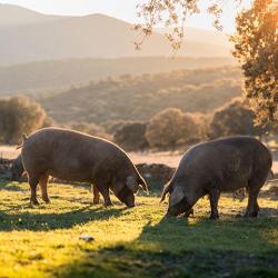 La Ferme Des Cedres Bleus