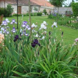 La Ferme Des Iris - Le Jardin Des Dames