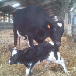 La Ferme D’haravilliers