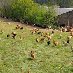 La  Ferme Du Haubert