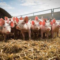 La Ferme Du Pressoir