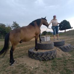 La Ferme Equestre Du Rousset