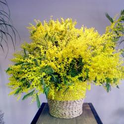La Fleureuse