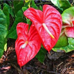 La Foire Aux Anthuriums
