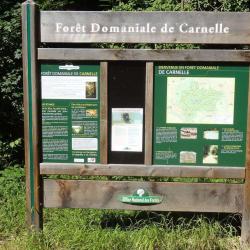 La Forêt De Carnelle