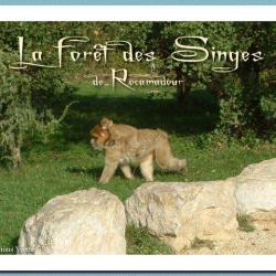 La Foret Des Singes