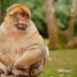 La Foret Des Singes