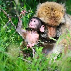 La Foret Des Singes