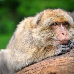 La Foret Des Singes