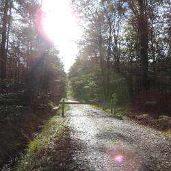 La Forêt Du Gâvre