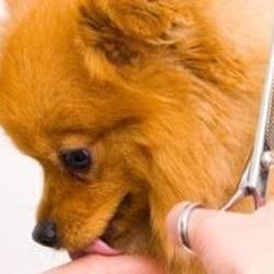 La Gent Canine