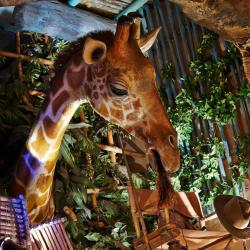 La Girafe Curieuse