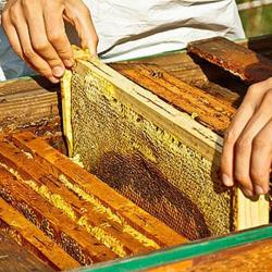 La Maison Des Abeilles Gaborit Fabienne Propriétaire
